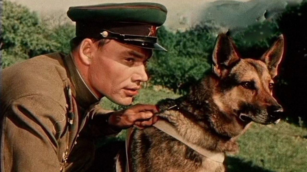 Пограничный пес Алый
