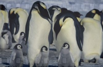 Фильмы про пингвинов